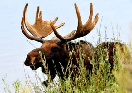 moose