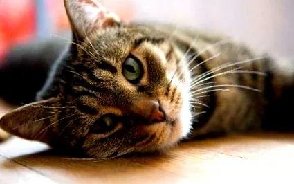 котките