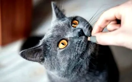 macska