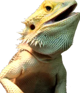 sárkányoknak