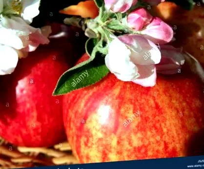 fructe fructe
