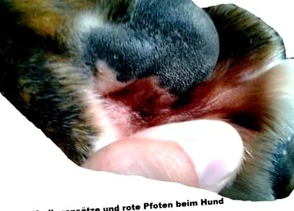 veterinárny