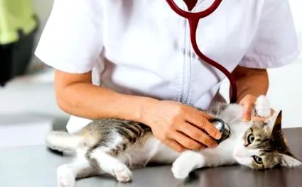 котів підтримка