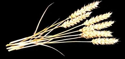 gluten