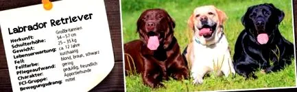 táplálkozási labradori