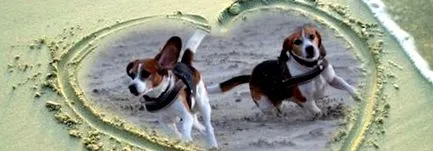 laborbeaglehilfe