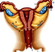 hormonális
