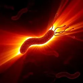 helicobacter