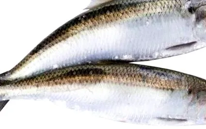 heringsaláta