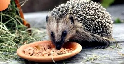 animalele