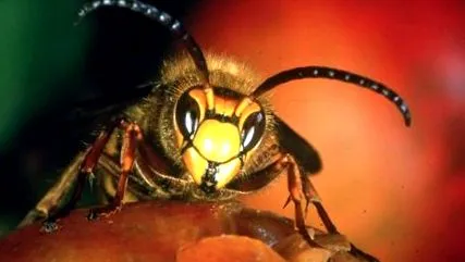 hornet kolónia
