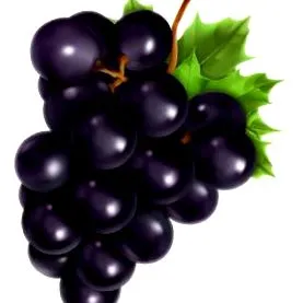 Pinot Noir