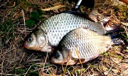 crapului caras