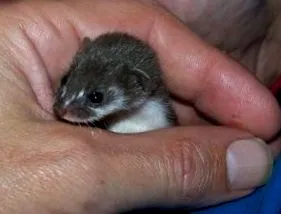 Mustela nivalis