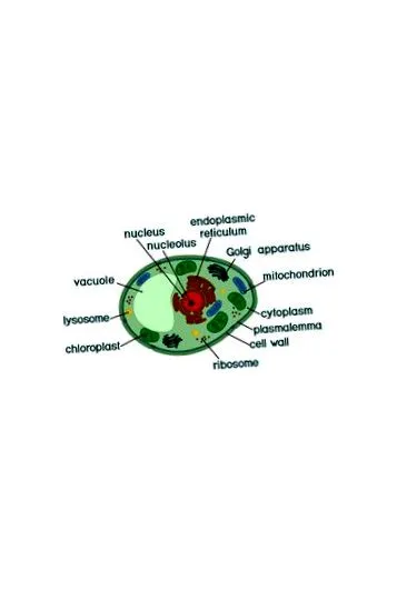 sindromul