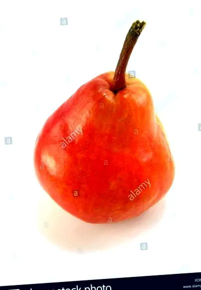 diéta