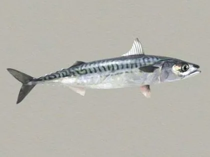 fish tudtad
