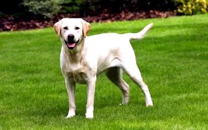 labrador-súly
