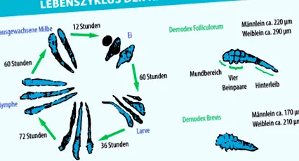 szőrtüsző