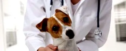 veterinárne