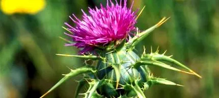 plantelor