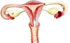 cervix