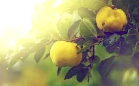 fructul sănătos