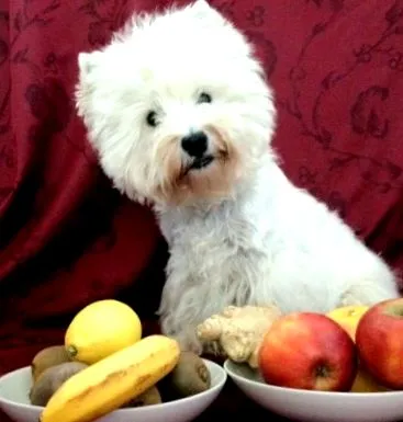 westie rotációs