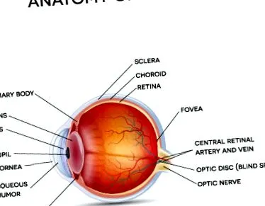 retiniene