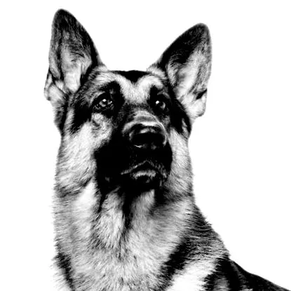 kutya