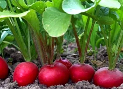 alimentară
