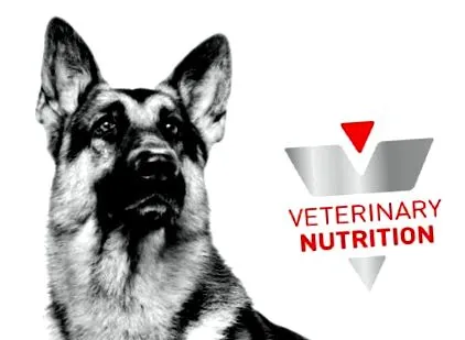 veterinary