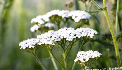 Achillea millefolium