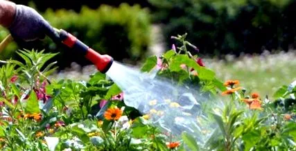 plantelor
