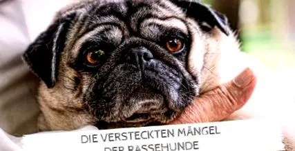 preferat