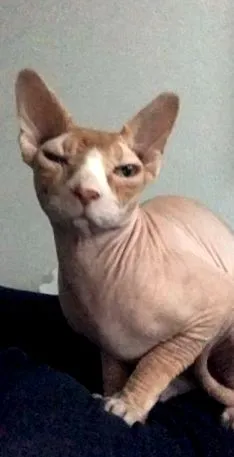 vásárlás
