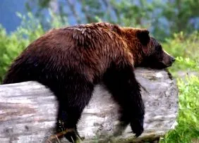 дијабетес само-заздравувачки