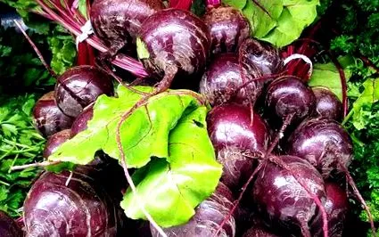 crudă