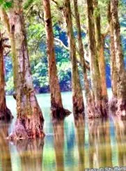 arbore