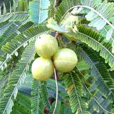 Triphala használatának