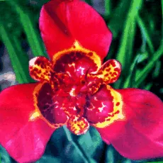 floare durează