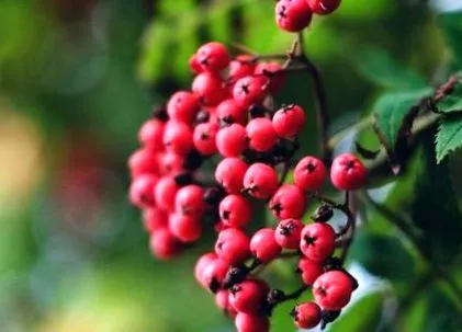 rowanberry