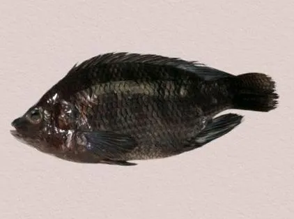 tudtad tudtad