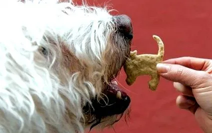 bruscă