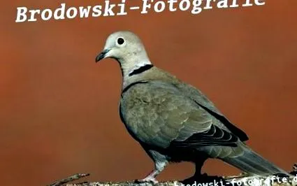 голуб