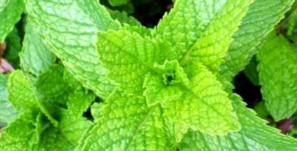 peppermint superfood