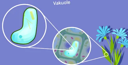 vacuole