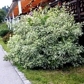 fehér fehér