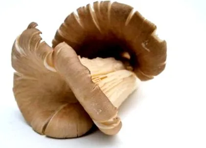 állagú