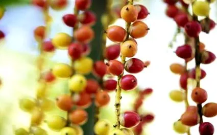 dietă